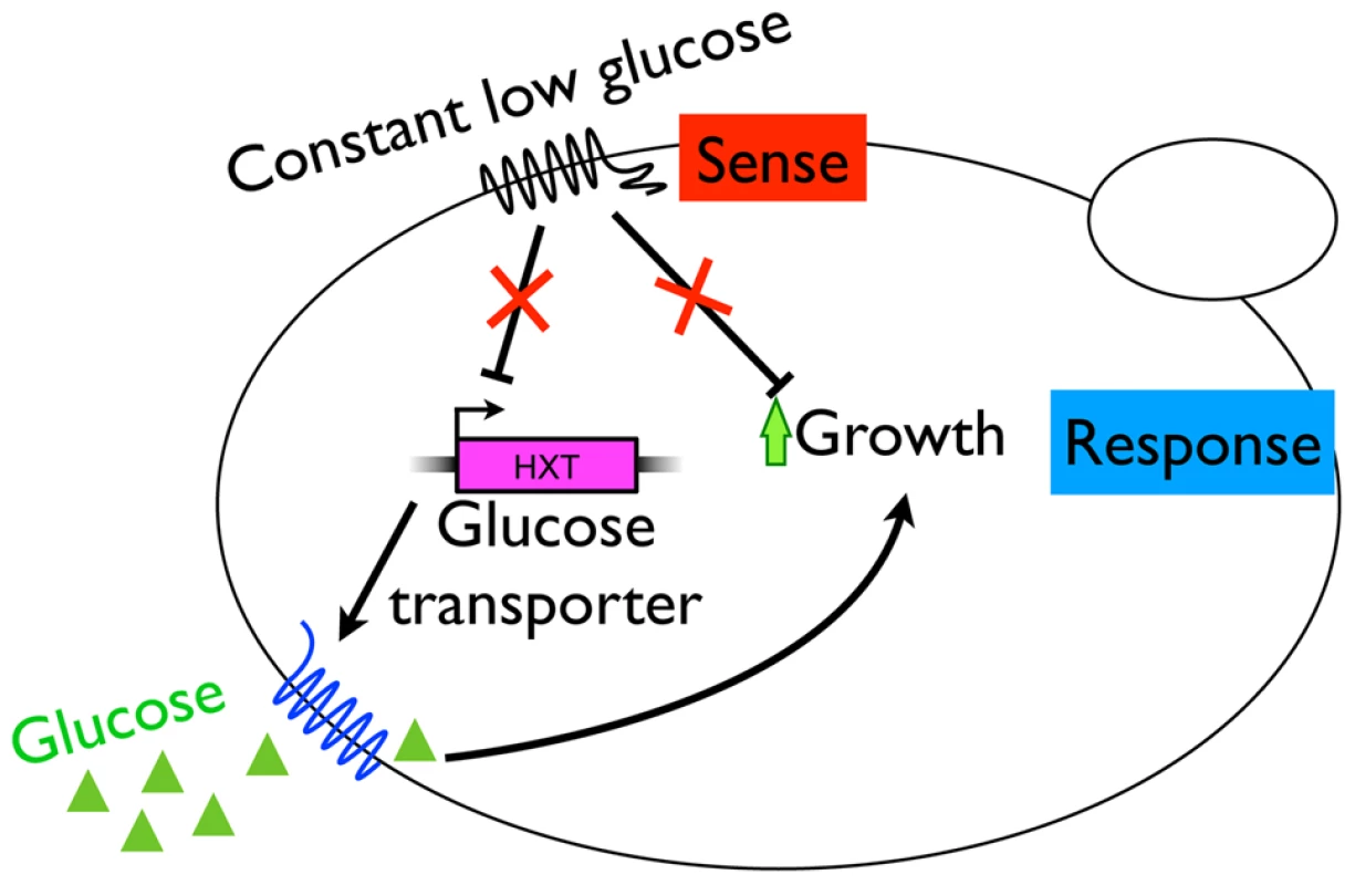 A model for adaptive strategy in the constant, glucose-limited environment of the chemostat.