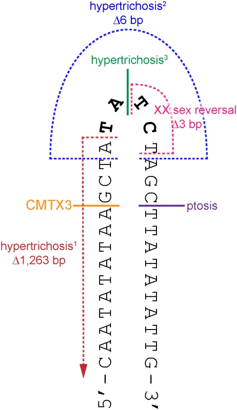 The breakpoints of disease-associated interchromosomal insertions at Xq27.1 localize near the center of 180 bp palindrome sequence.