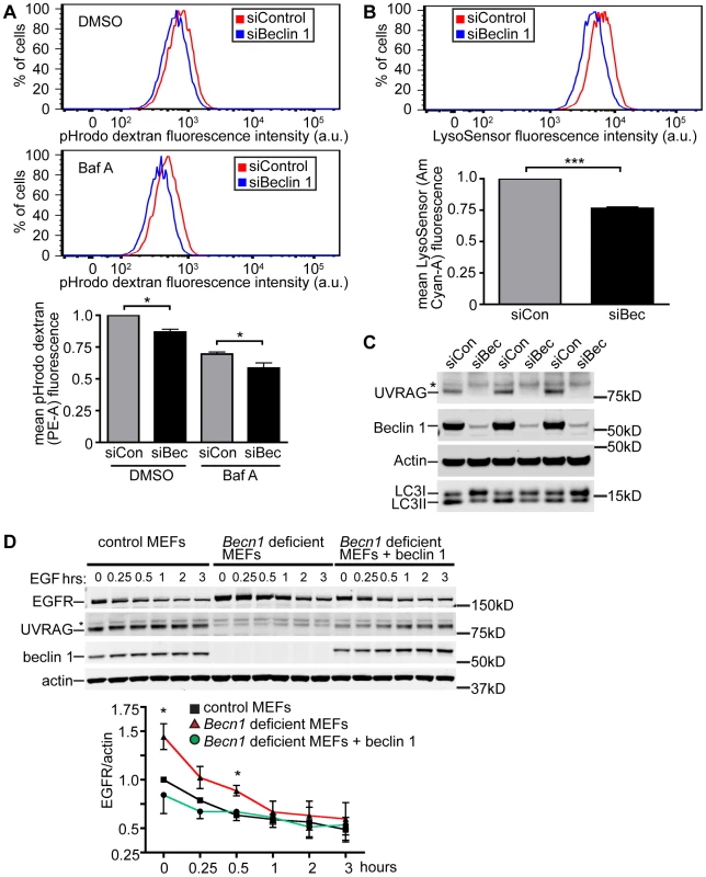 Beclin 1 deficient HeLa cells and MEFs display decreased endocytosis.
