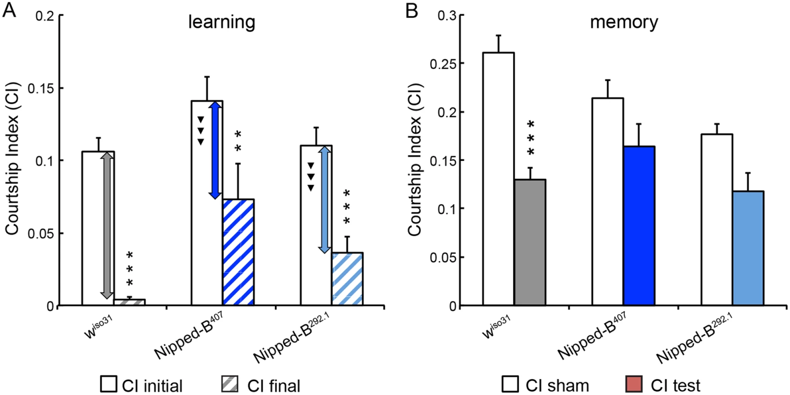 <i>Nipped-B</i> heterozygotes are deficient in learning and short-term memory.