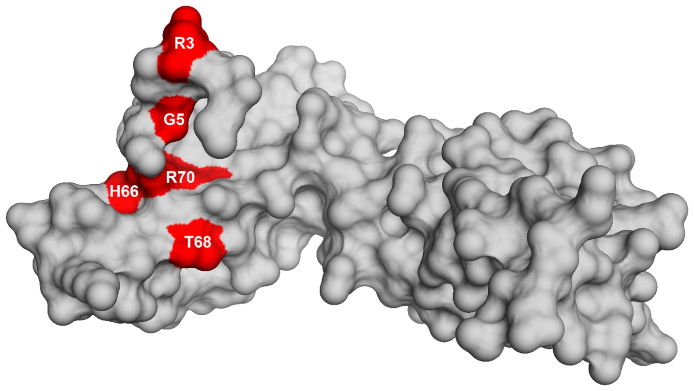 Homology model of L6 protein highlighting the substitutions that suppress the defect in RbgA.