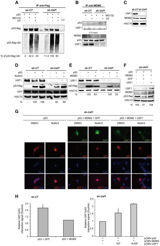 USF1 counteracts MDM2-mediated p53 degradation upon cellular stress.