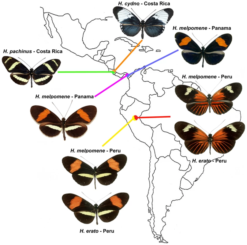 Three natural hybrid zones between parapatric populations of different <i>Heliconius</i> species.