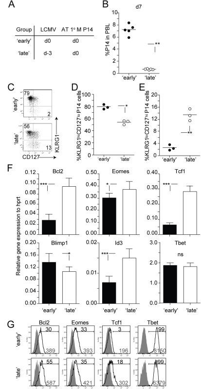 Timing of stimulation impacts proliferative expansion and transcriptional program of 2° effector CD8 T cells.