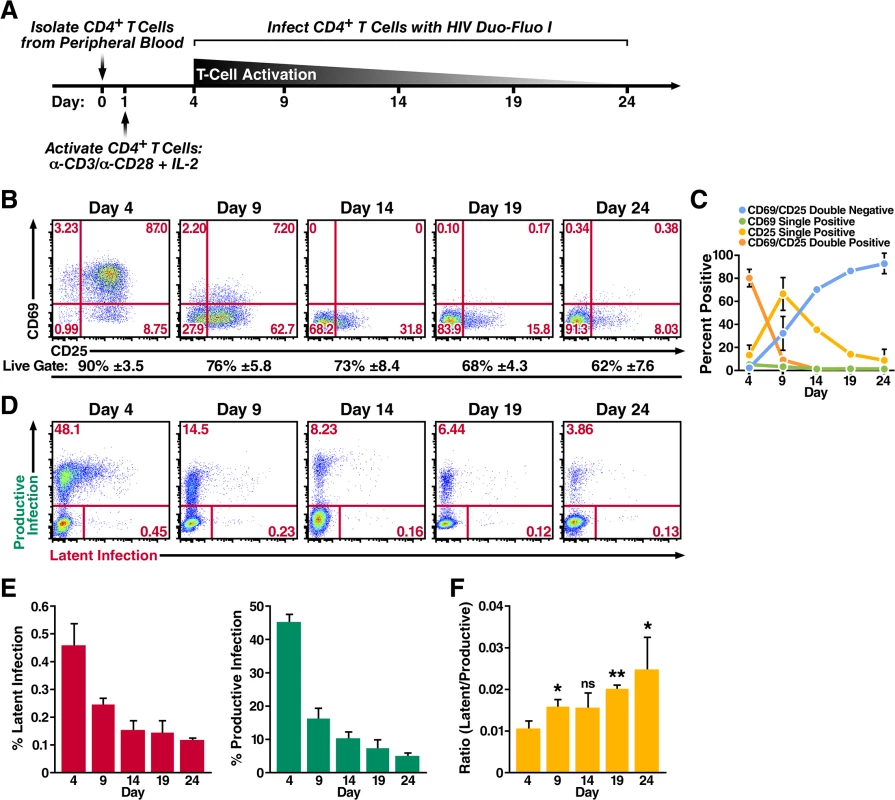 Primary CD4<sup>+</sup> T cells transitioning from an activated state back to a resting state are more likely to become latently infected.