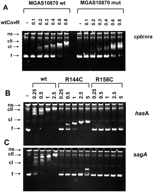Electromobility shift assays of recombinant CovR DNA binding.