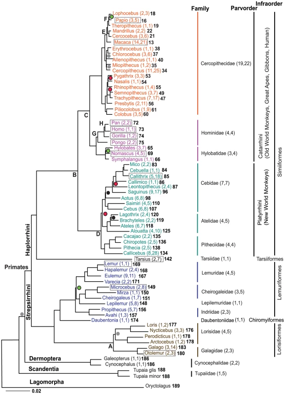 The molecular phylogeny of 61 Primate genera, two Dermoptera genera, and one Scandentia genus and rooted by Lagomorpha.
