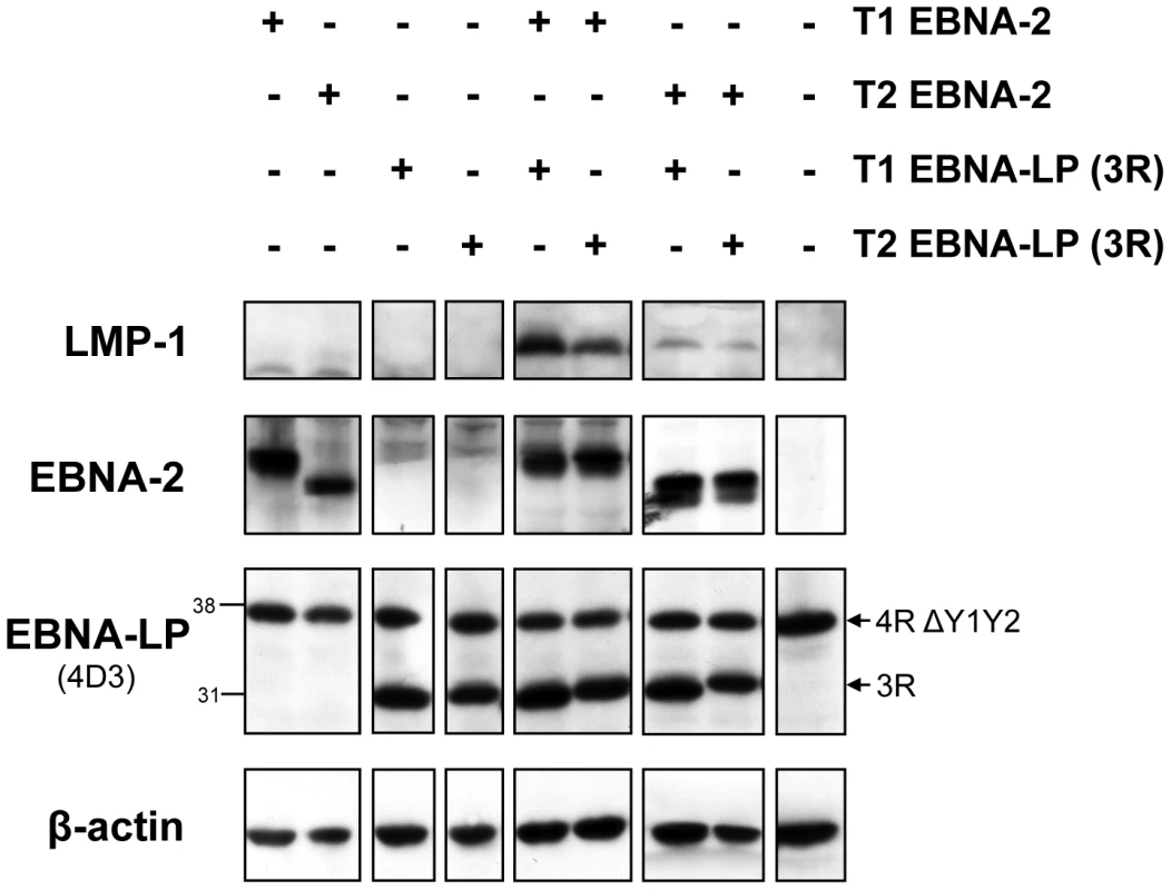 In a transient transfection assay in Daudi cells, the weaker induction of LMP-1 by type 2 EBNA-2, compared to the type 1 EBNA-2, is not affected by the EBNA-LP type.