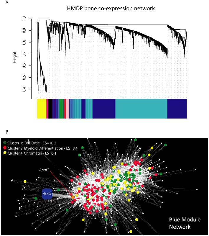 Gene co-expression network analysis reveals that <i>Asxl2</i> is connected to genes involved in myeloid cell differentiation.