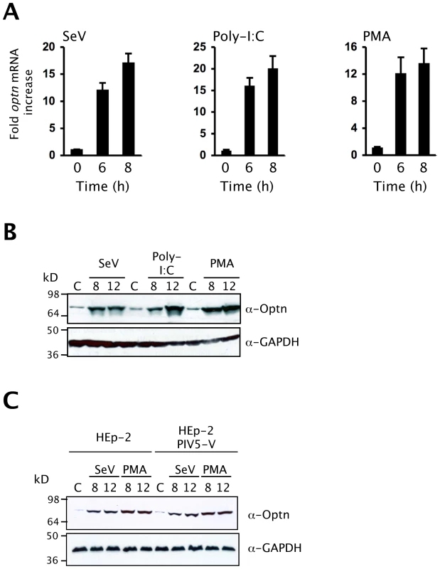 Optineurin expression is induced by virus infection.
