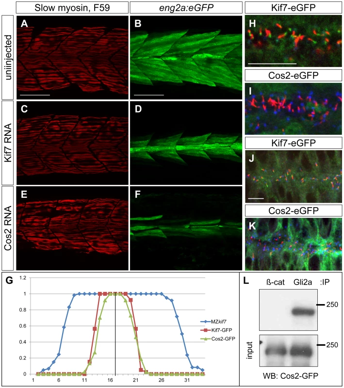 Drosophila Cos2 rescues Kif7 function and binds endogenous Gli2a.