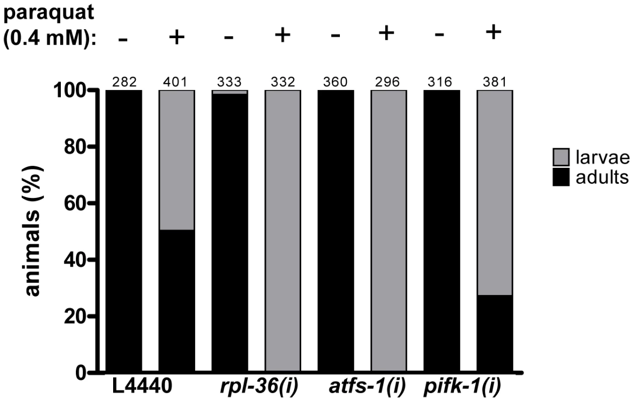 The downregulation of <i>rpl-36</i>, <i>atfs-1</i>, and <i>pifk-1</i> increases paraquat sensitivity.