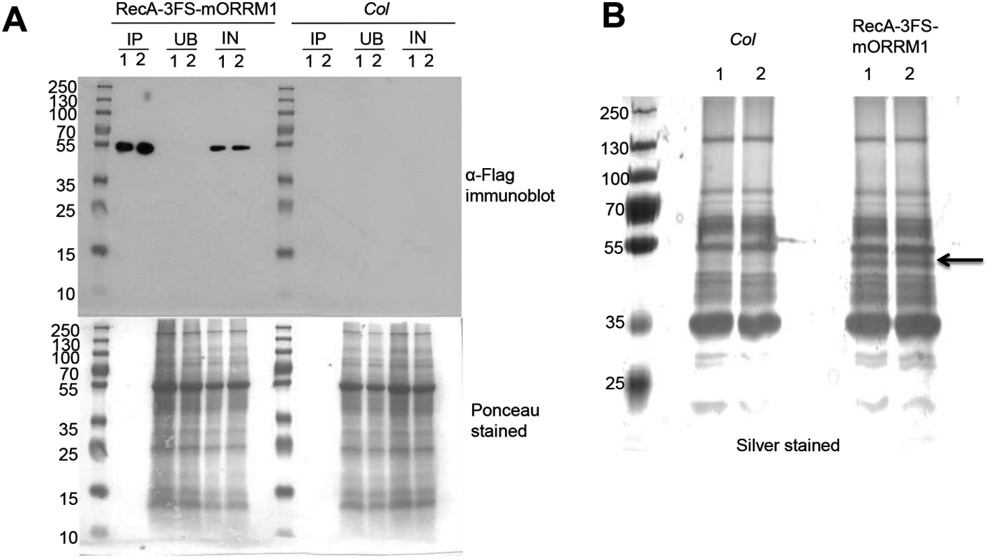 Immunoprecipitation of 3FS-ORRM1 using anti-FLAG resins.