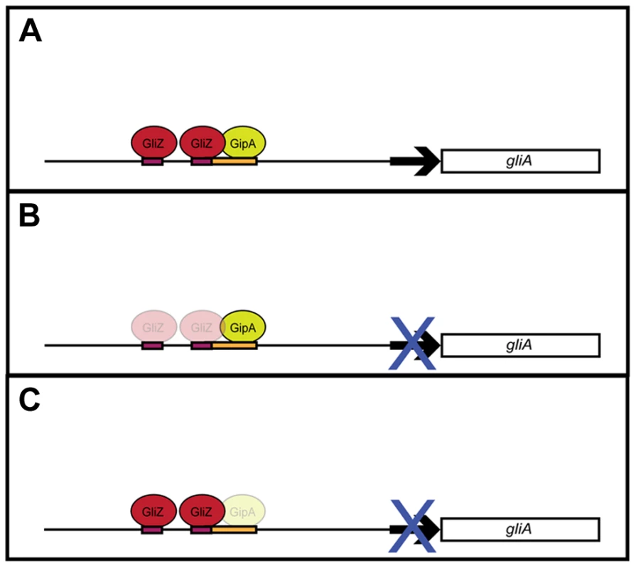 Model for <i>gliA</i> regulation involving GliZ and GipA.