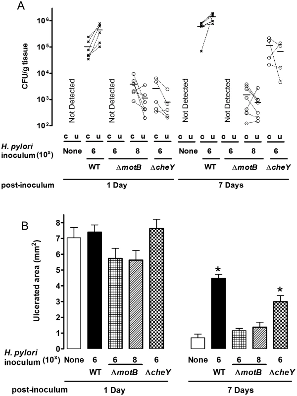 Effect of Δ<i>motB</i> and Δ<i>cheY</i> mutant <i>H. pylori</i> on gastric ulcer healing.