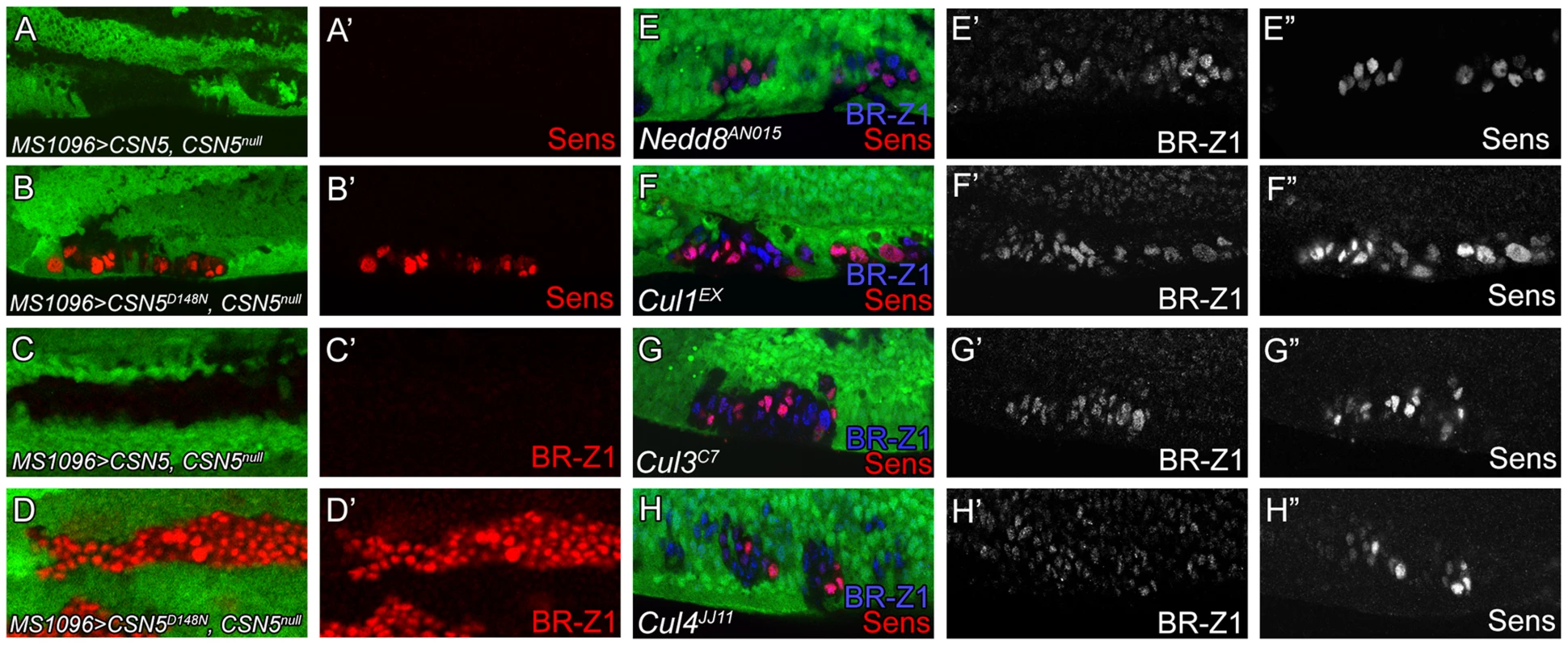 Deneddylation/neddylation and multiple cullins suppress BR-Z1 and Sens expressions at the PWM.