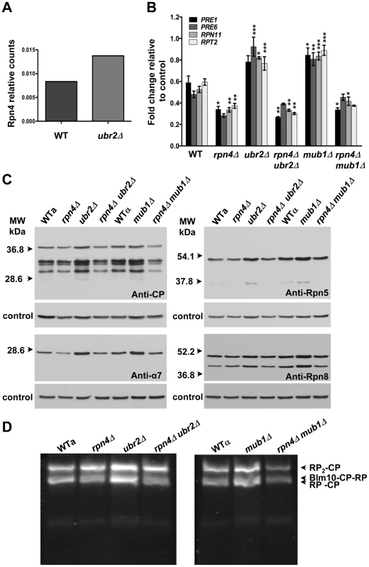 Extended proteasome biogenesis and subunit abundance upon loss of <i>UBR2</i> or <i>MUB1.</i>