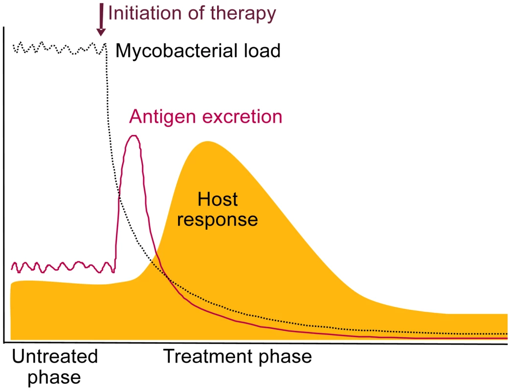 Schematic representation of the expected release of TB antigens and consequential host antibody response upon initiation of treatment.