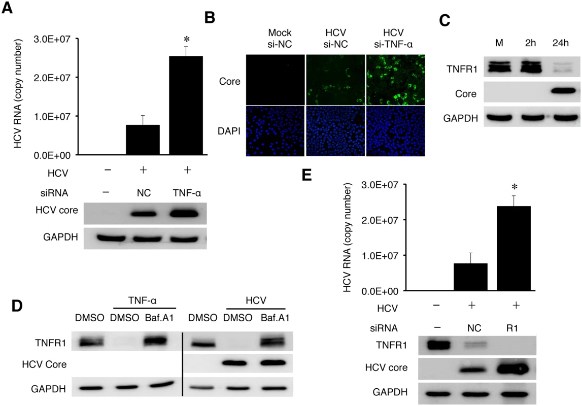 TNF-α knockdown enhanced HCV replication.