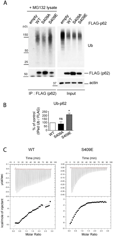 ULK1-mediated phosphorylation of p62 at S409 enhances p62 and Ub binding affinity.