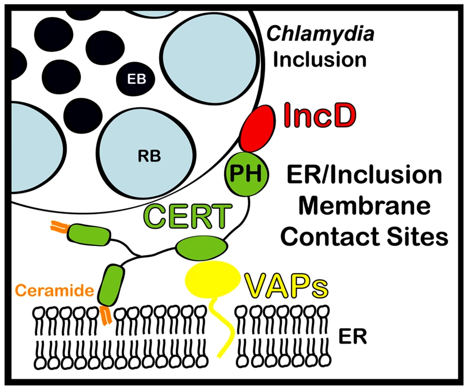 Schematic representation of ER-<i>Chlamydia</i> inclusion membrane contact sites.