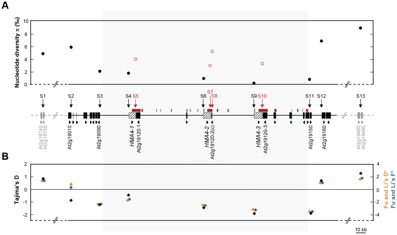 Nucleotide sequence diversity across the <i>HMA4</i> genomic region in <i>A. halleri</i>.
