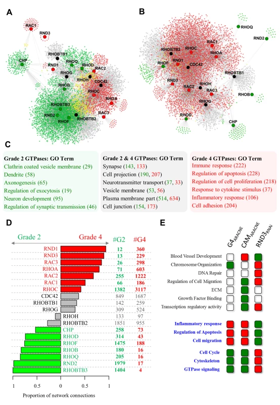 Transcriptional networks reveal two groups of Rho GTPases with divergent connectivity in grade II and grade IV glioma.