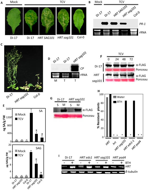 SAG101 is required for HRT-mediated resistance to TCV.