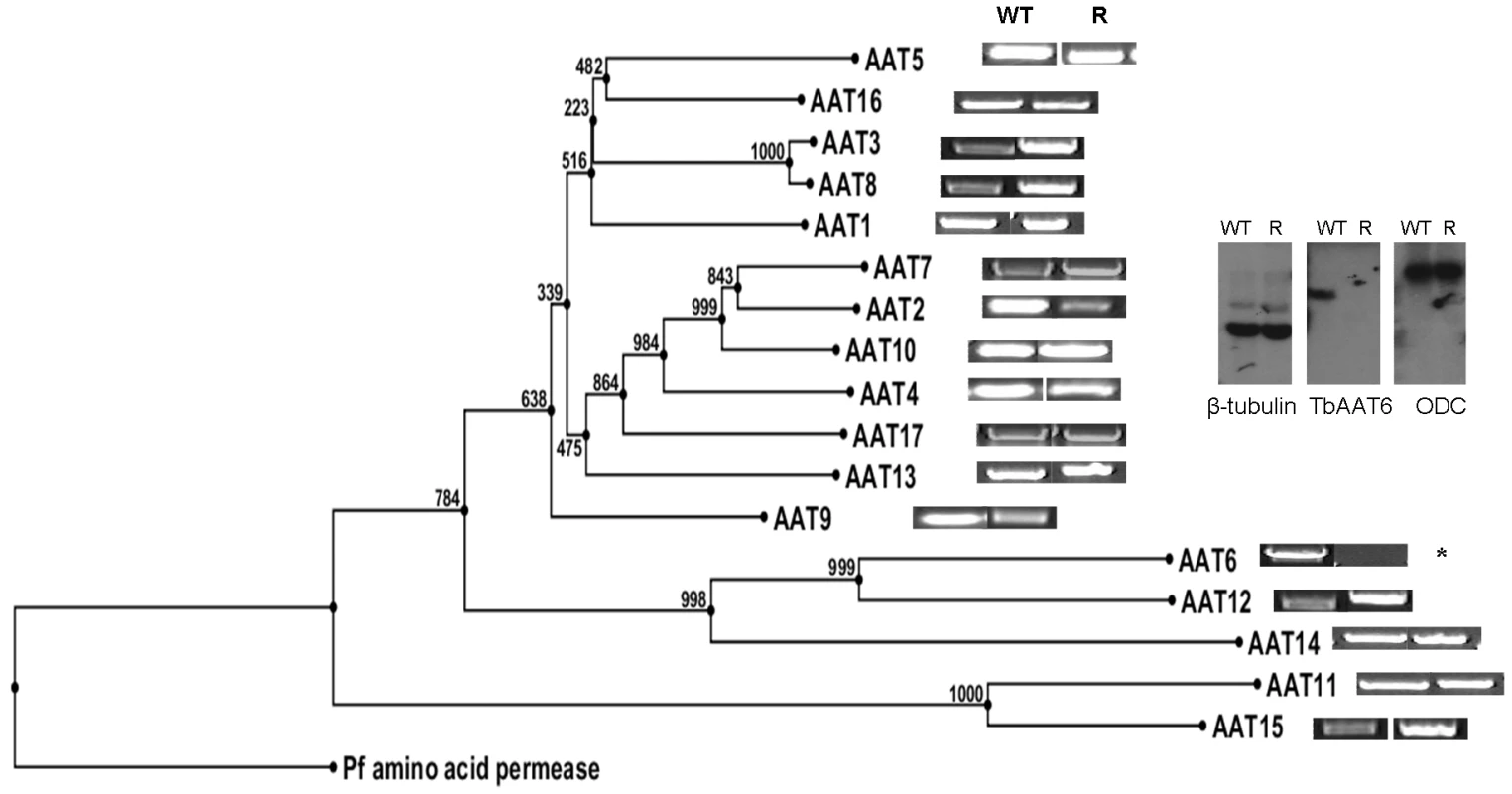 Cladogram of the amino acid transporters predicted to be in <i>T. brucei</i> and how amplification of wildtype and resistant cell PCR products of 17 amino acid transporters from the wildtype and resistant cell lines shows <i>TbAAT6</i> to be absent.