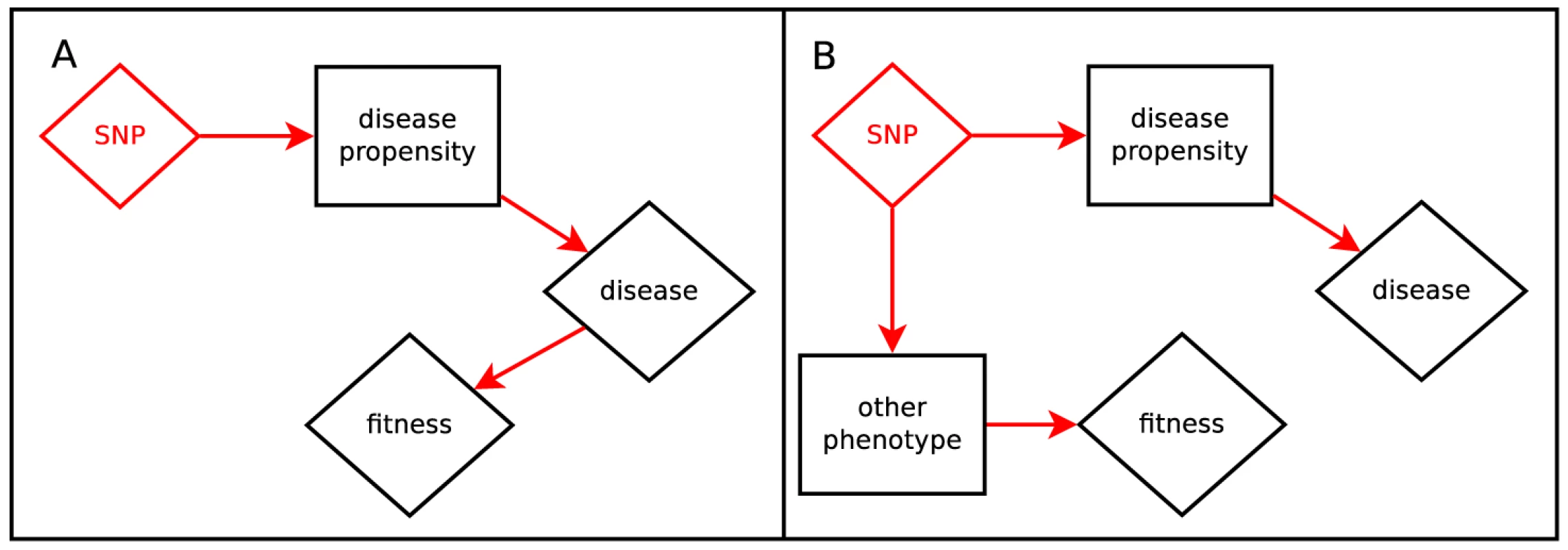 Hypotheses relating SNP effect and fitness effect.