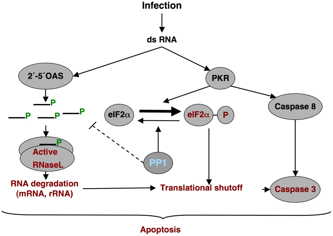 dsRNA induced antiviral pathway.