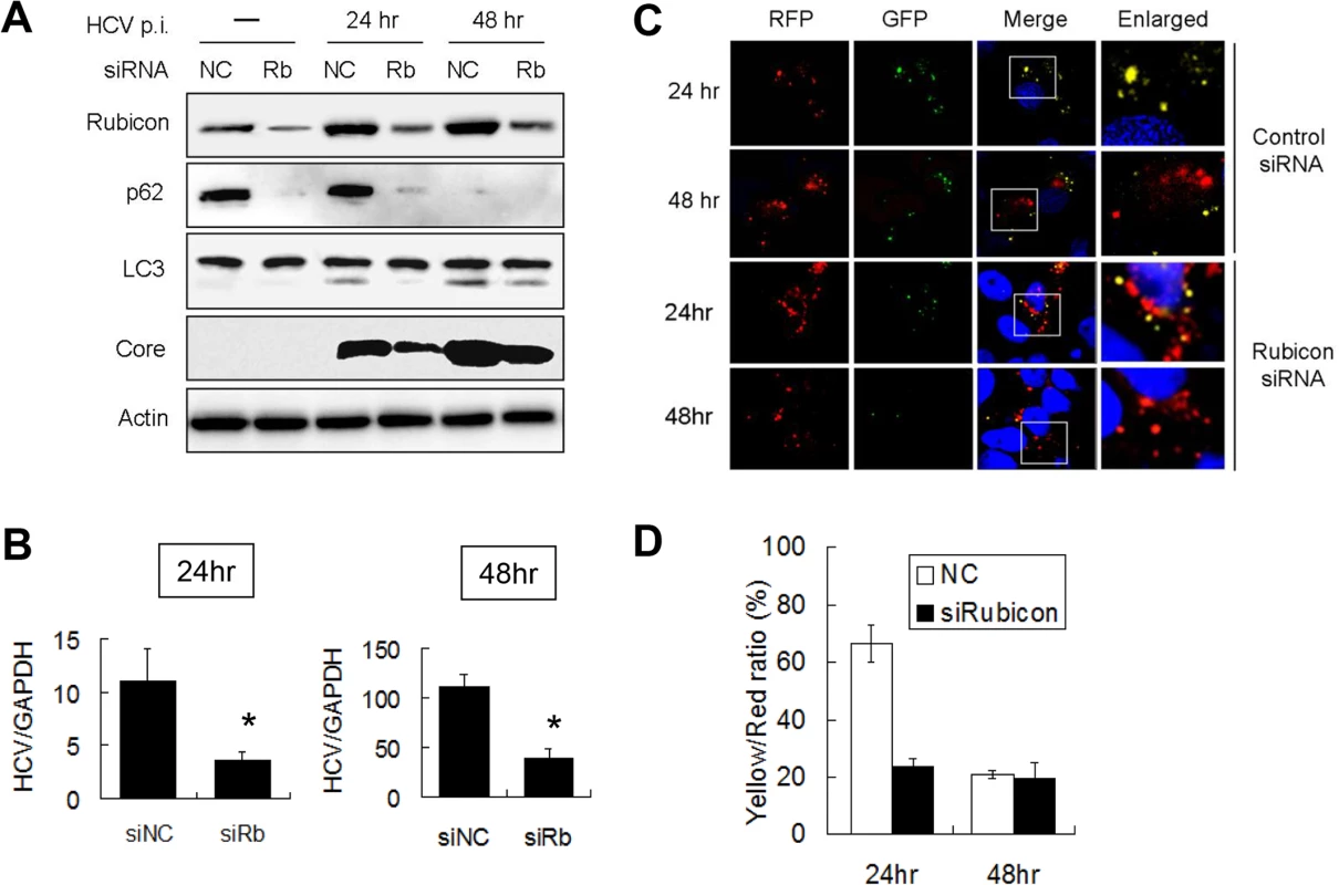 Suppression of Rubicon expression enhanced the maturation of autophagosomes and inhibited HCV RNA replication.