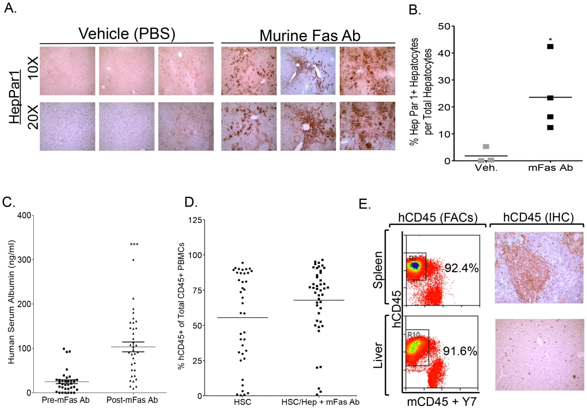 Murine-specific Fas antibody treatment promotes human liver reconstitution in A2/NSG-hu HSC/Hep mice.