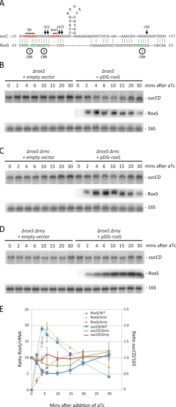 Targeted degradation of the <i>sucCD</i> mRNA upon induction of RoxS expression.