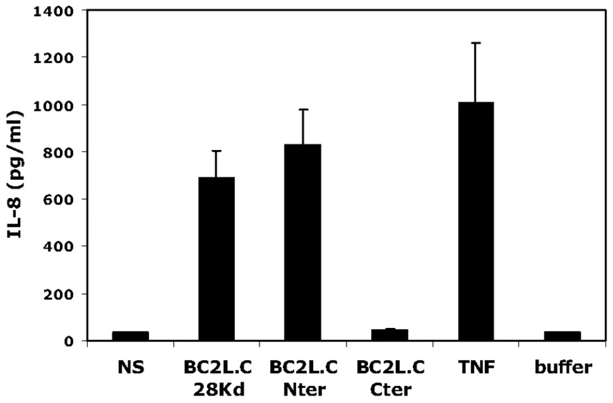 Activation of respiratory epithelial cells by BC2L-C and its separate domains.