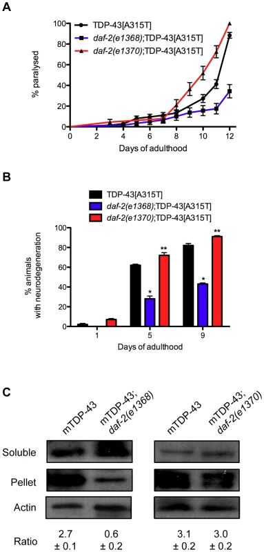Opposing effects of <i>daf-2</i> on proteotoxicity.