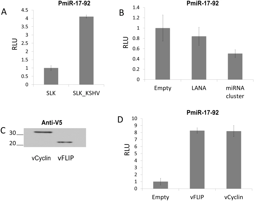 KSHV infection increases expression from the miR-17-92 cluster promoter via vFLIP and vCyclin.