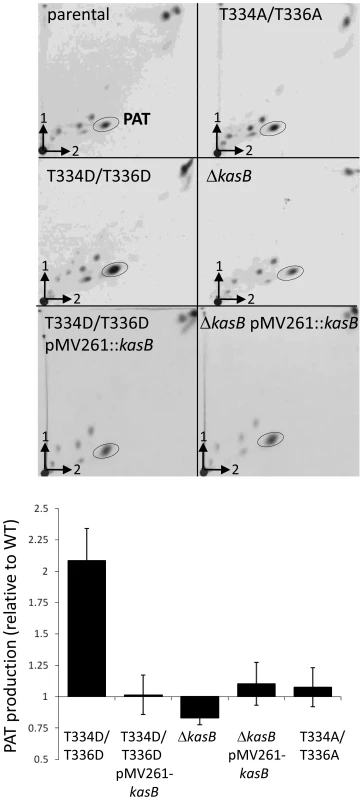 Expression of PAT in the <i>M. tuberculosis kasB</i> variants.