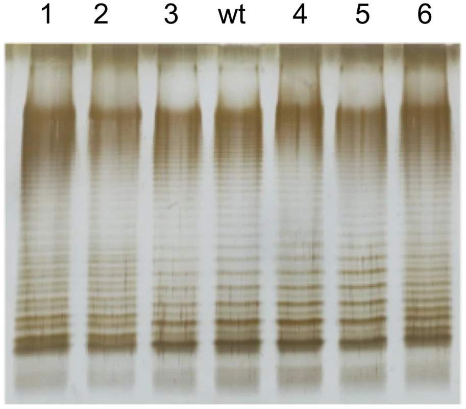 Lipopolysaccharide profiles of bile-resistant derivatives of <i>S. enterica</i> SL1344, as observed by electrophoresis and silver staining.