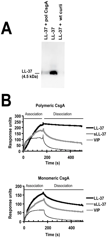 LL-37 binds to recombinant polymerized CsgA and isolated wild-type curli.
