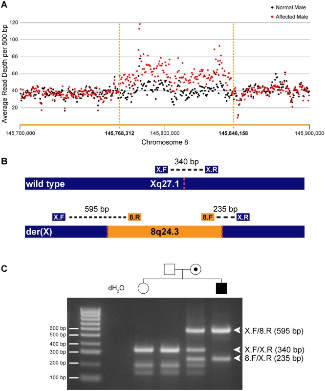 Identification and confirmation of a 78 kb chromosome 8q24.3 insertion in patients with CMTX3.