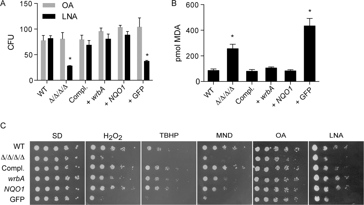 Heterologous expression of <i>E</i>. <i>coli wrbA</i> or rat <i>NQO1</i> rescues the sensitivity of Δ/Δ/Δ/Δ mutant to oxidants.