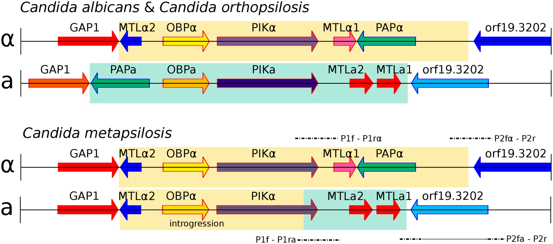 Genomic organisation of mating type locus (MTL) idiomorphs, MTLa (yellow) and MTLα (green), in three <i>Candida</i> species.