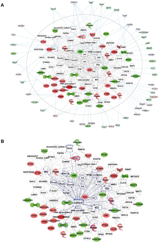 Comparative proteomics and global gene expression profiling reveals a central role of p21 activation in ACC.