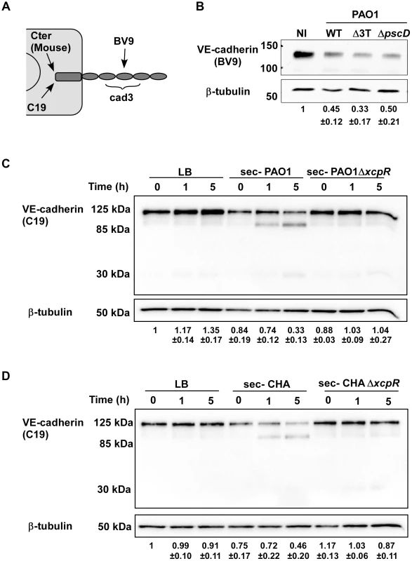 Induction of VE-cadherin proteolytic cleavage by <i>P. aeruginosa</i> T2SS.