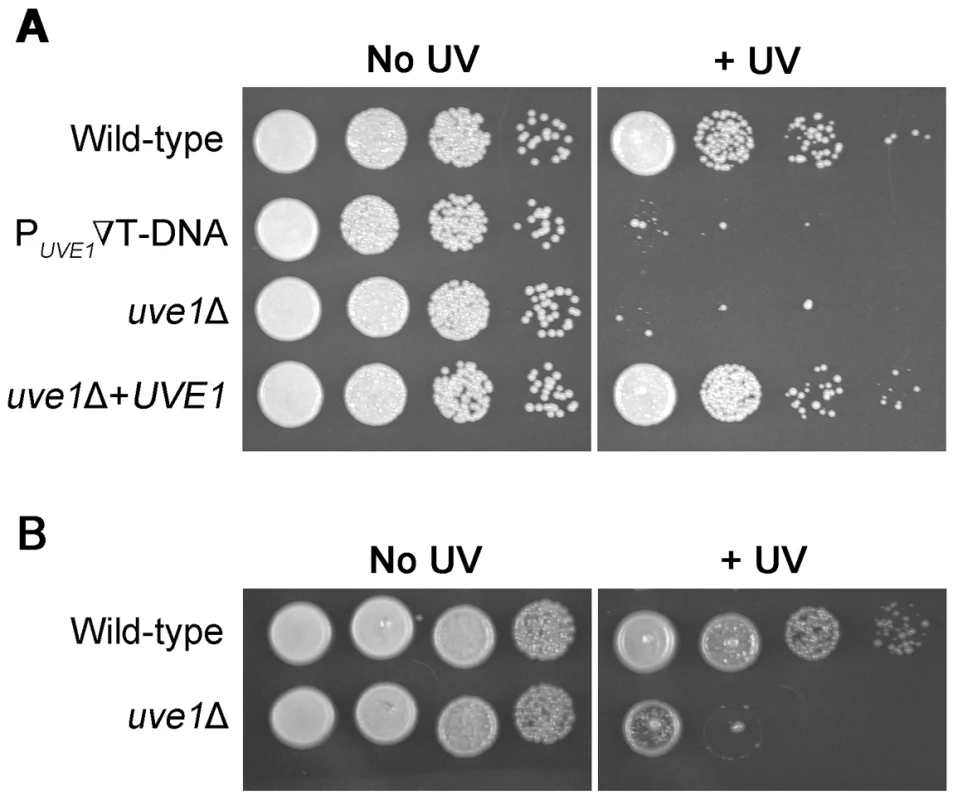 <i>UVE1</i> of <i>C. neoformans</i> confers resistance to UV stress.