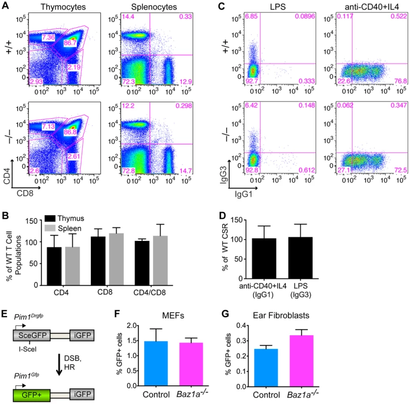 Repair of endogenously and exogenously induced DSBs in BAZ1A-deficient somatic cells.