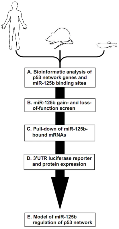 Identifying miR-125b targets in the p53 network of vertebrates.