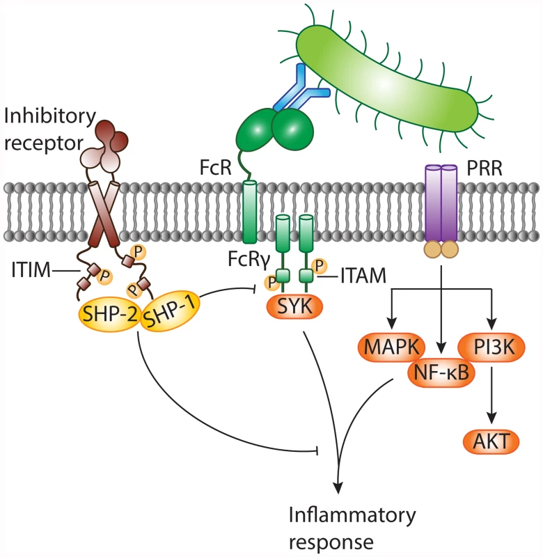 Negative modulation of inflammatory responses against pathogens by ITIM-bearing inhibitory receptors.