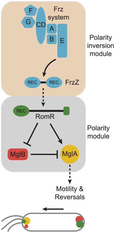 Model for dynamic cell polarity regulation in <i>M. xanthus</i>.